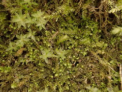 Mesoptychia collaris