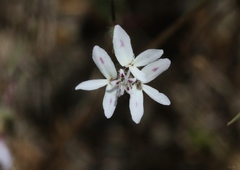 Osmadenia tenella