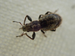 Andrion regensteinense