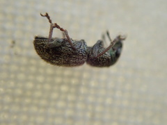 Andrion regensteinense