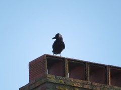 Corvus corone
