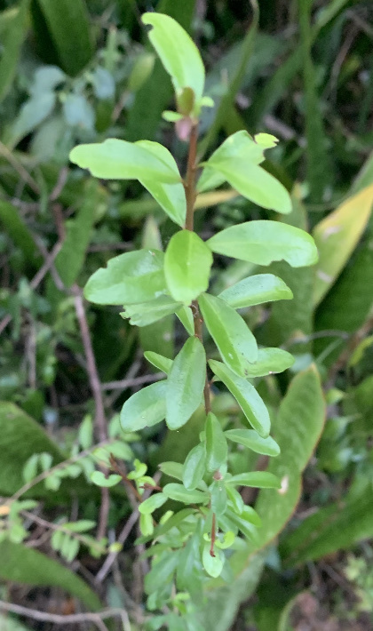 Neea buxifolia