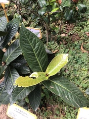 Camellia amplexicaulis