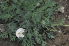 Papaver alboroseum