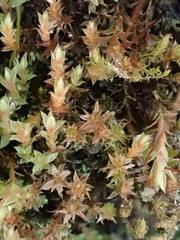 Ptychostomum pallens