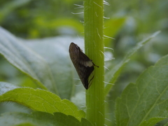 Clovia