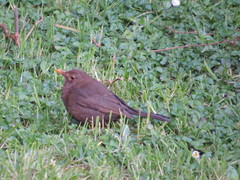 Turdus merula