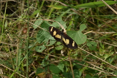 Acraea cabira