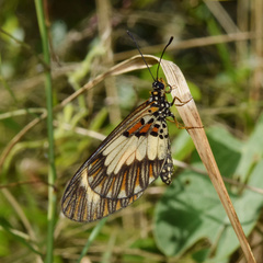 Acraea cabira