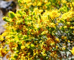 Gymnophyton isatidicarpum