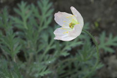 Papaver alboroseum