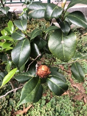 Magnolia figo