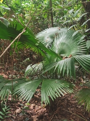 Livistona chinensis