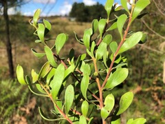 Persoonia sericea