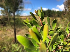 Persoonia sericea