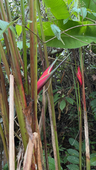 Heliconia bihai
