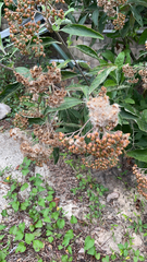 Pluchea carolinensis