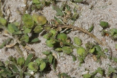 Lepidium strictum