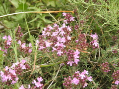 Thymus willdenowii