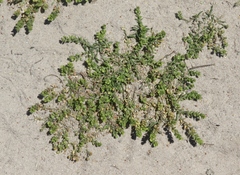 Lepidium strictum