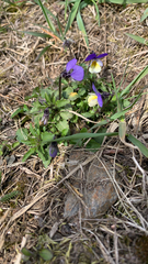 Viola tricolor