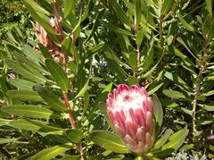 Protea × hybrida