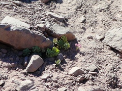 Alstroemeria umbellata
