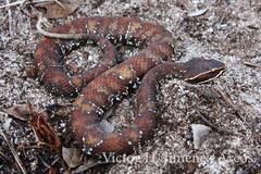 Agkistrodon russeolus