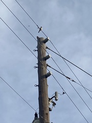 Falco sparverius paulus