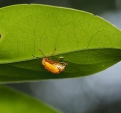 Cryptocephalus kanoi