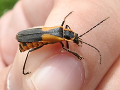 Chauliognathus deceptus