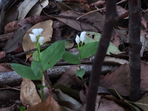 Image of Cephalanthera erecta by (c) mami_t_t, some rights reserved (CC BY)