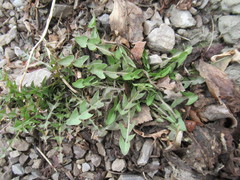 Taraxacum officinale