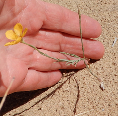 Linum aristatum
