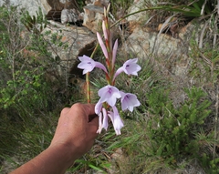 Watsonia knysnana