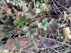 Vicia sepium
