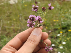 Thymus willdenowii
