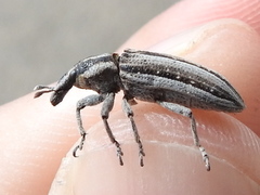 Scaphomorphus