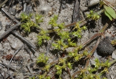 Chorizanthe procumbens