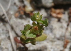 Lysimachia minima