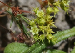 Chorizanthe procumbens