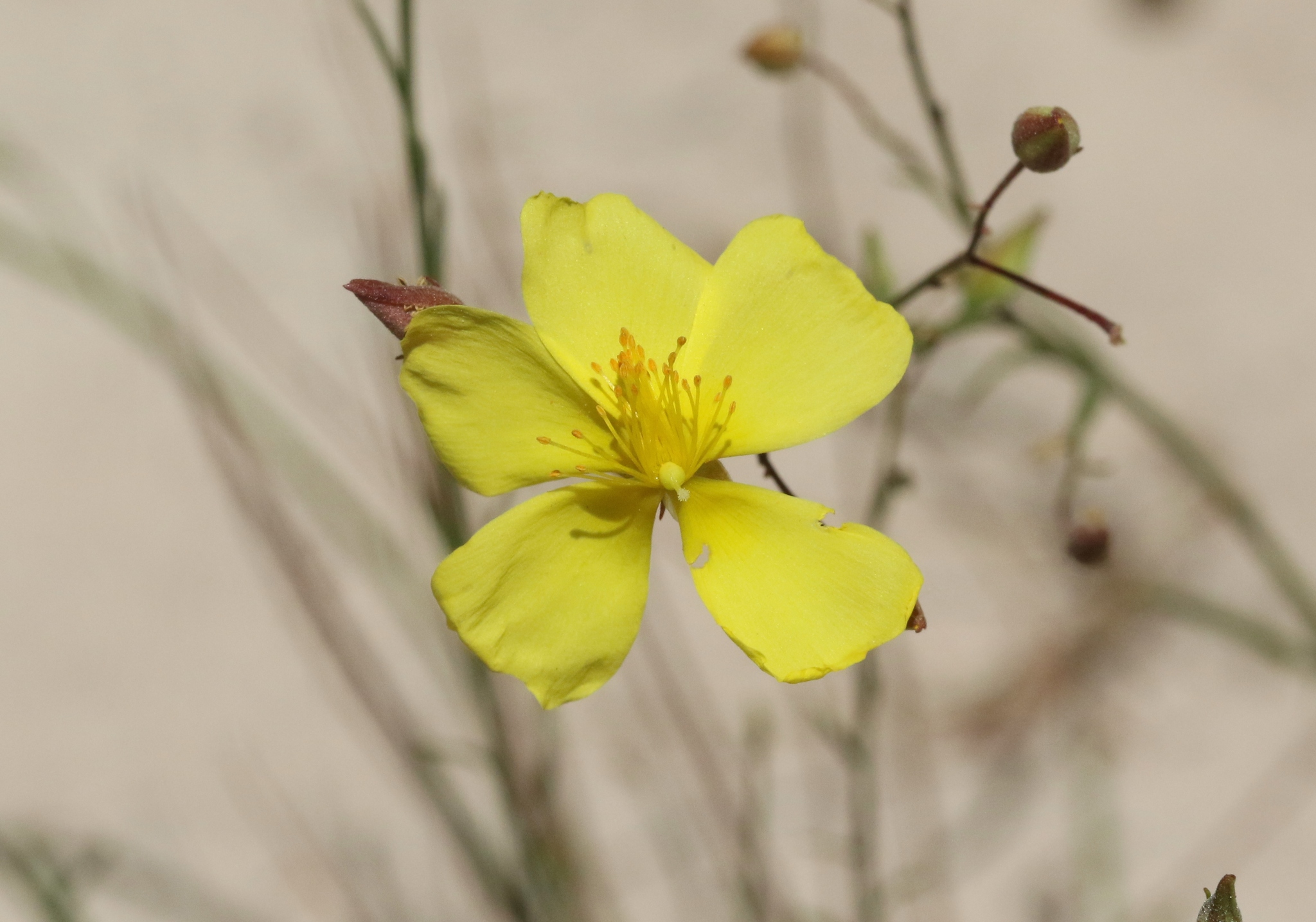 Crocanthemum aldersonii