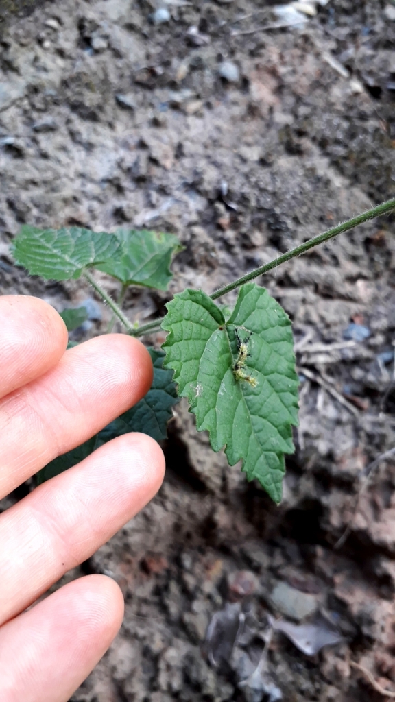Stinging Needle Creeper