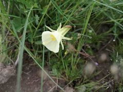 Narcissus bulbocodium graellsii