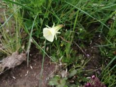 Narcissus bulbocodium graellsii