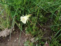 Narcissus bulbocodium graellsii