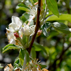 Malus ioensis