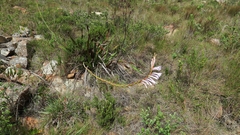 Watsonia knysnana
