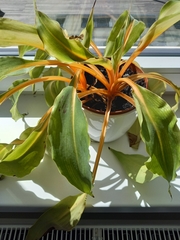 Chlorophytum orchidastrum