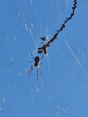 Trichonephila sexpunctata